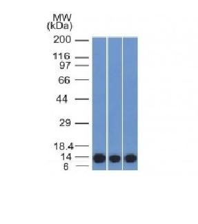 WB - Anti-S100A4 Antibody AH13491-20